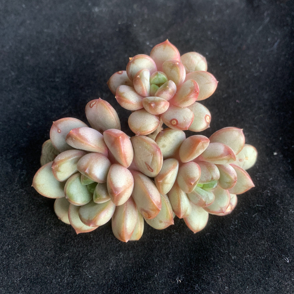 Father's Day Gift: Echeveria 'Champagne Grapes' - "Bubbly" Appearance Grape-like Cluster - Highly Valued Succulent