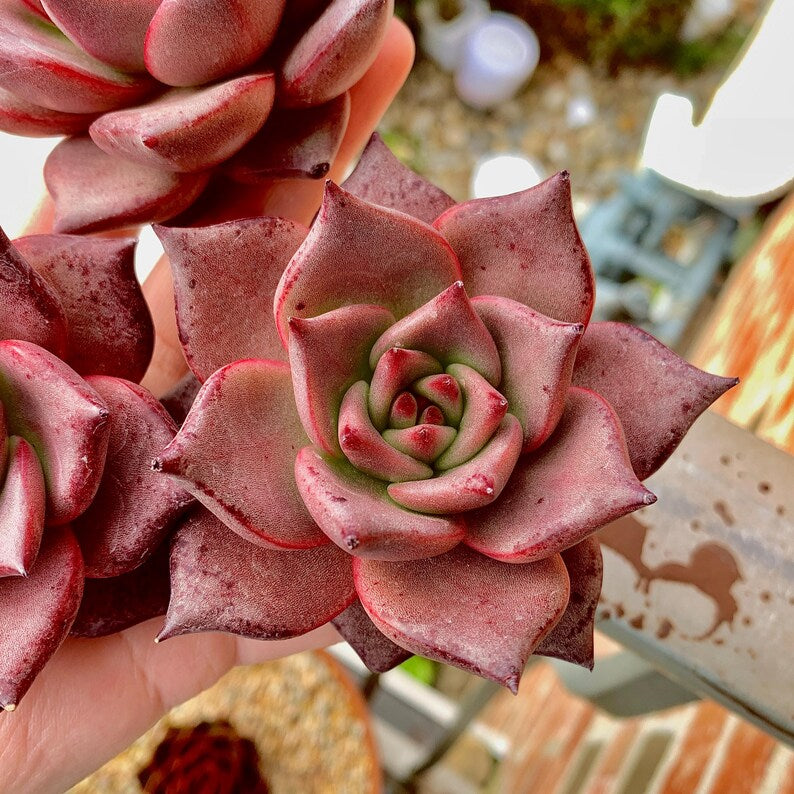 Echeveria Agavoides 'Romeo' 3"-3.5" Boutique Single-plant Succulent - Known For Its Star-shaped Rose-like Form
