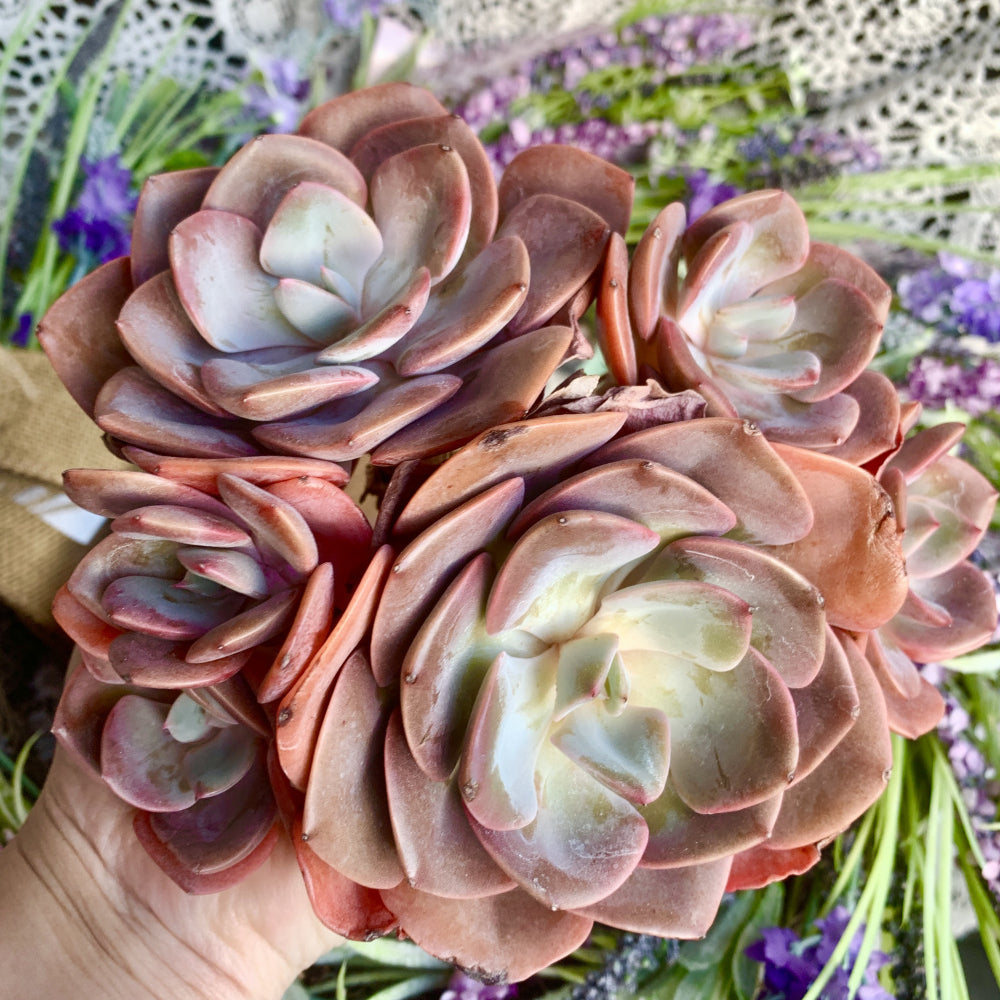 Big Rose-shaped Succulent - Echeveria 'Dusty Rose' - Drought-tolerant Fast-growing Plant