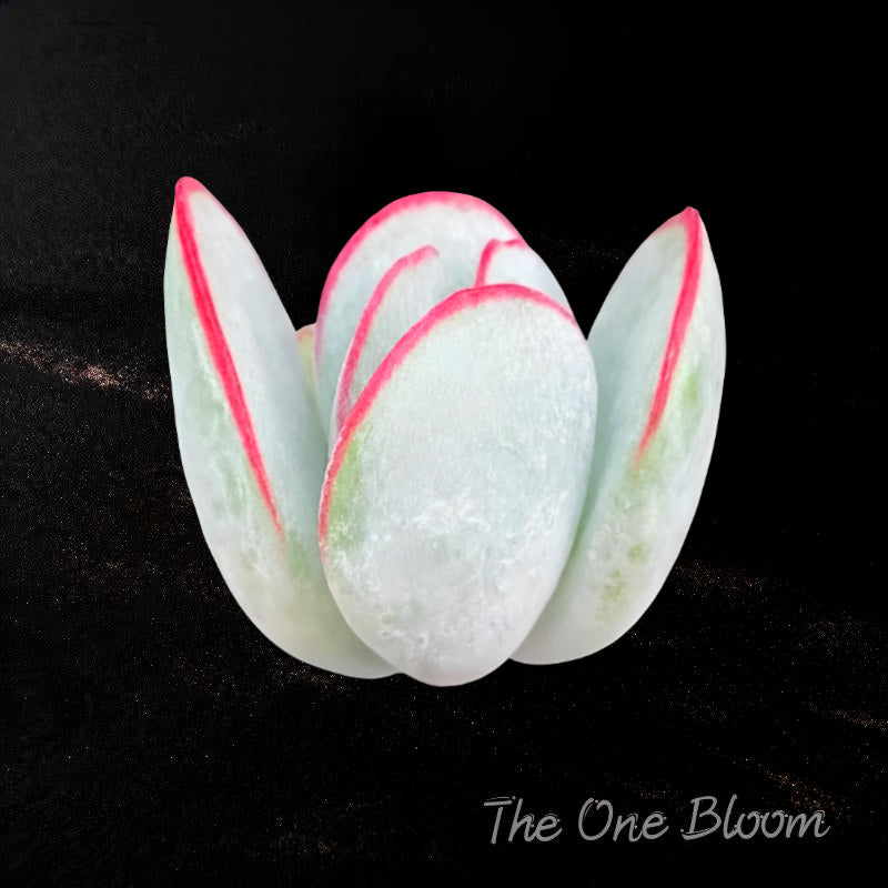 Cotyledon Orbiculata 'Hakubi' Approx. 1.5" in Diameter