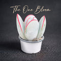 Cotyledon Orbiculata 'Hakubi' Approx. 1.5" in Diameter
