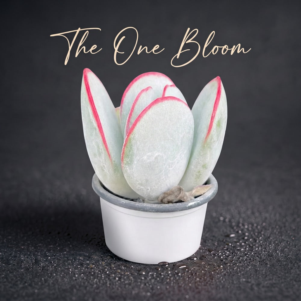Cotyledon Orbiculata 'Hakubi' Approx. 1.5" in Diameter