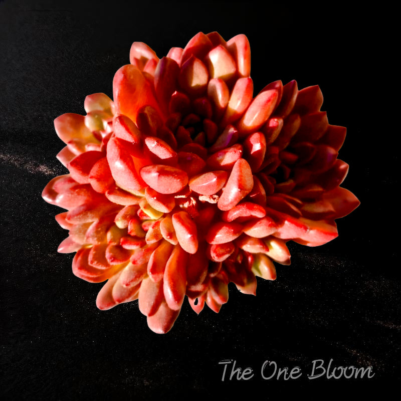 Vibrant Succulent - Echeveria 'Pink Rubby' - Often Used As a Decorative Houseplant