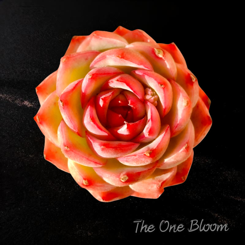 Pet-safe Succulent - Echeveria 'Silhouette' - Classic Rose-shaped Rosette Plant