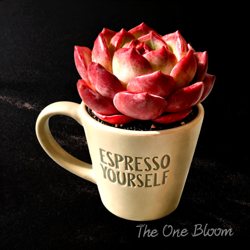 Rare Delicate Succulent - Echeveria 'Love Bird' - Popular Among Collectors For Vibrant Color