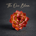 Sculptural Rosette Succulent - Echeveria 'Daredevil' - Vibrant and Low-maintenance