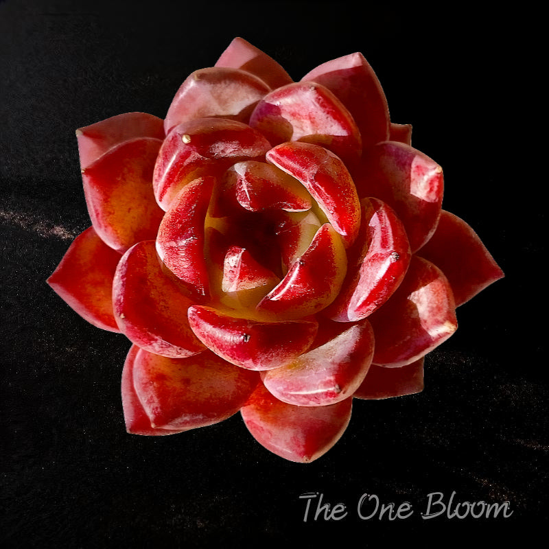 Sculptural Rosette Succulent - Echeveria 'Daredevil' - Vibrant and Low-maintenance