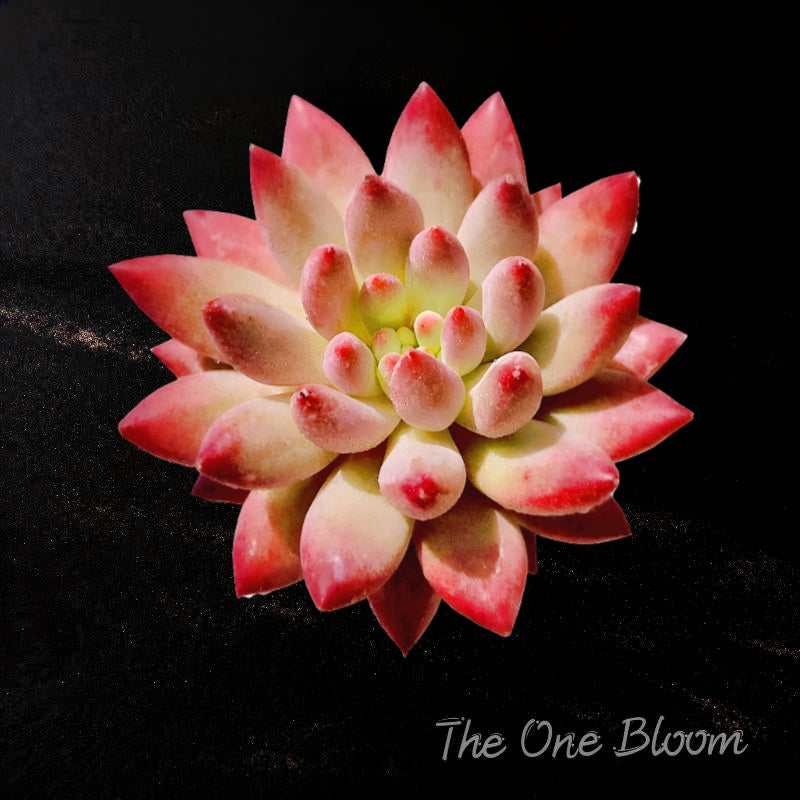 [Mother's Day Gifts] Intense-color Fleshy Rosette-forming Plant - Echeveria 'Cherry' Live Succulent - A Popular Imported Succulent With Fleshy Leaves