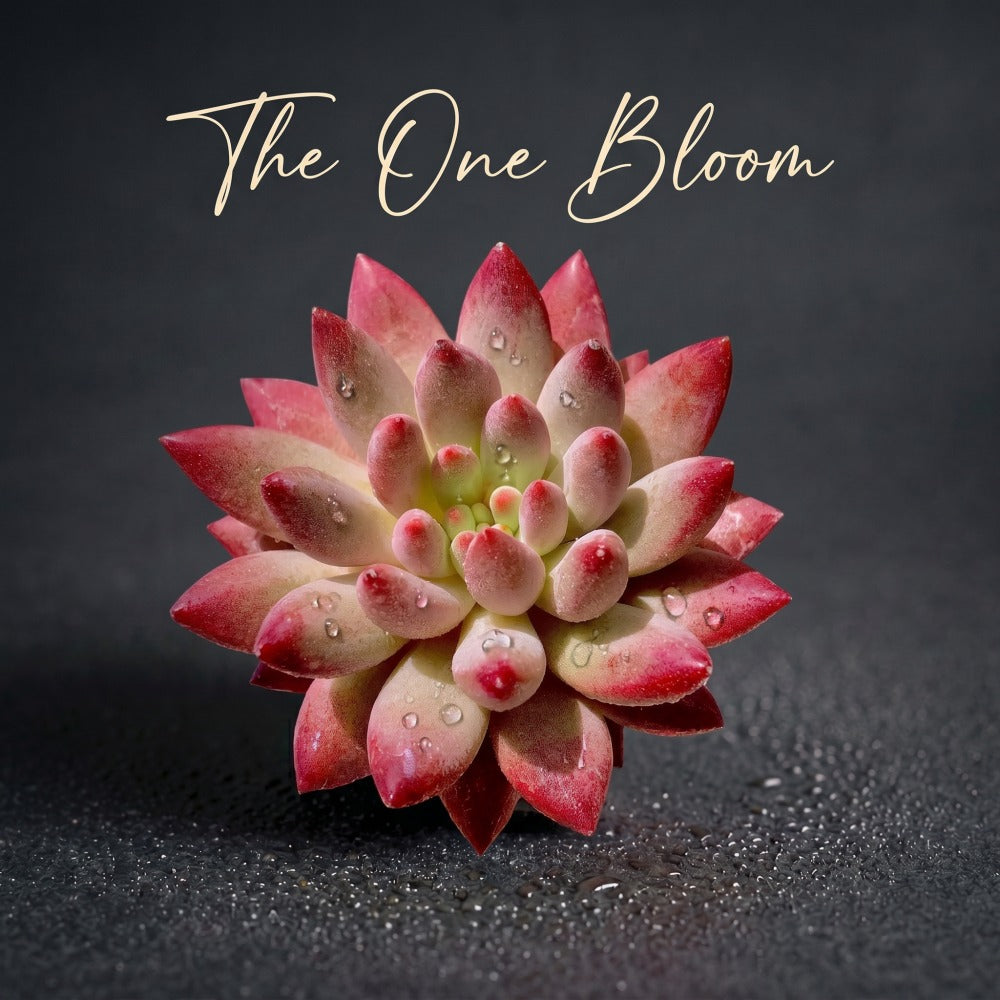[Mother's Day Gifts] Intense-color Fleshy Rosette-forming Plant - Echeveria 'Cherry' Live Succulent - A Popular Imported Succulent With Fleshy Leaves