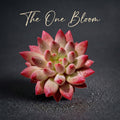 [Mother's Day Gifts] Intense-color Fleshy Rosette-forming Plant - Echeveria 'Cherry' Live Succulent - A Popular Imported Succulent With Fleshy Leaves