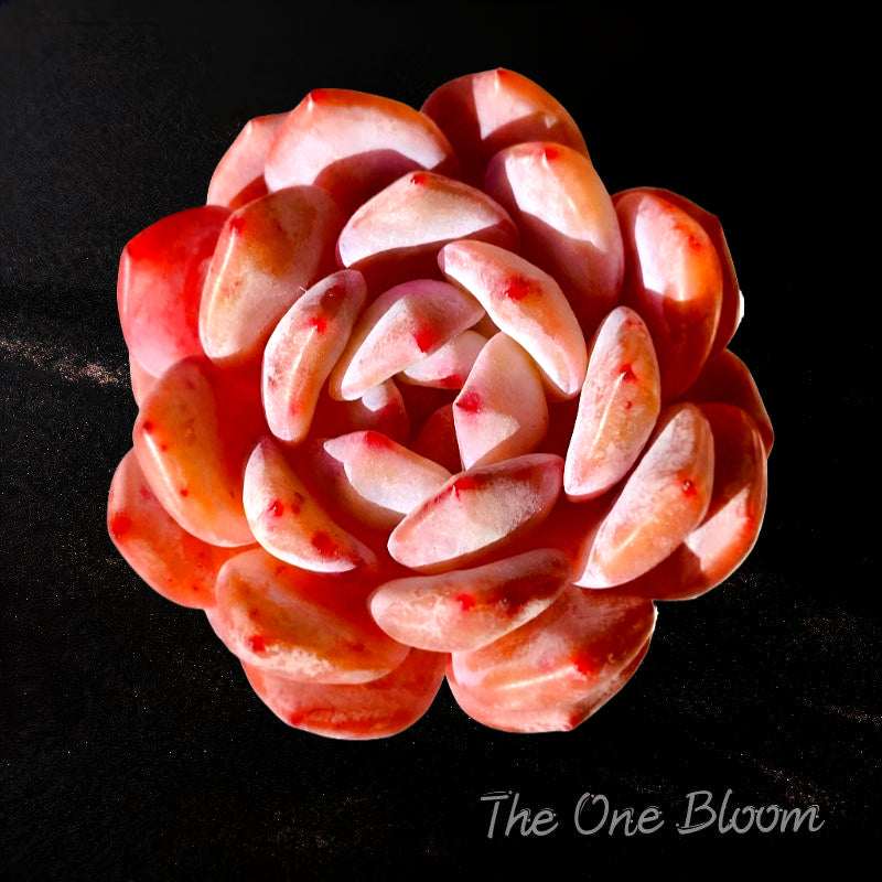 Echeveria 'Orange Monroe' Single-stemmed Live Approx. 3–3.5 inches in Diameter