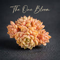 [Mother's Day Gift] Beautiful Hardiness Succulent - Echeveria 'Ben Badis' - Multiple  Rosettes Approx. 3–3.5 inches Across