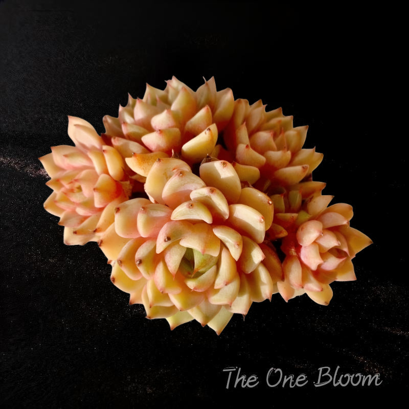 [Mother's Day Gift] Beautiful Hardiness Succulent - Echeveria 'Ben Badis' - Multiple  Rosettes Approx. 3–3.5 inches Across