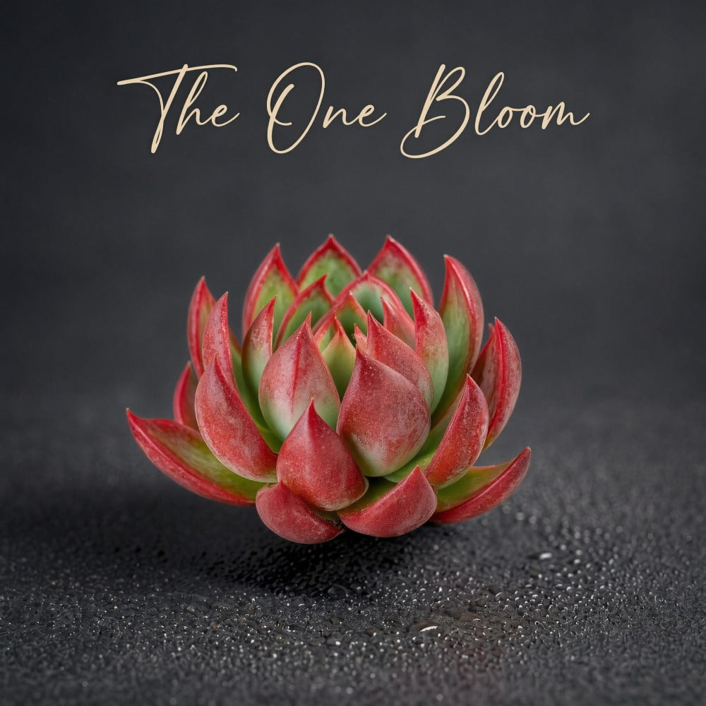 Echeveria Agavoides 'Casio' Variegated Succulent Live Plant Approx. 3"-3.5" in Diameter