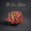 Echeveria Agavoides 'Casio' Variegated Succulent Live Plant Approx. 3"-3.5" in Diameter