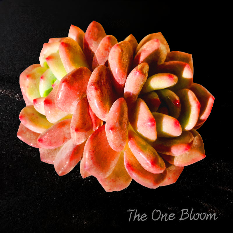 Rare Variety Succulent - Echeveria 'Ariel' - Low Maintenance Excellent for Beginners