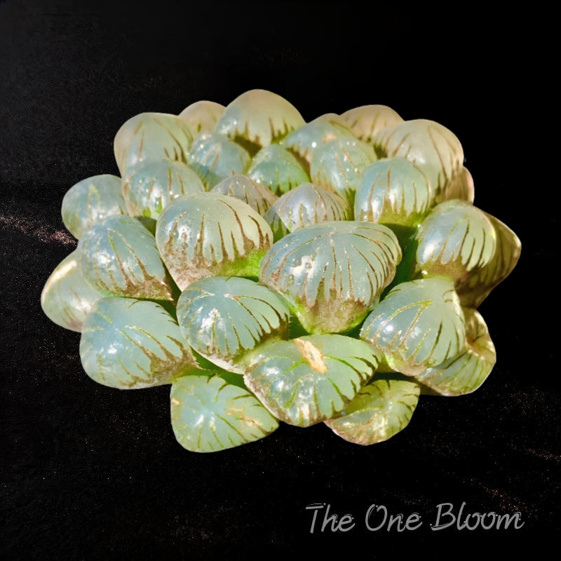[Mother's Day Gift] Unique Ice-covered Texture Fleshy Plant - Haworthia Cooperi 'Ice Lantern' - Glassy Texture Leaves Live Window Plant