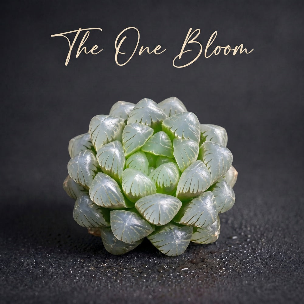 [Mother's Day Gift] Unique Ice-covered Texture Fleshy Plant - Haworthia Cooperi 'Ice Lantern' - Glassy Texture Leaves Live Window Plant