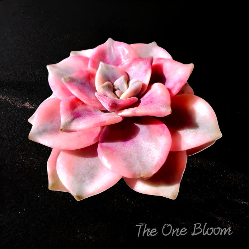 Popular Succulent - Graptoveria 'Debbie' Variegated - As a Beginner-friendly Drought-tolerant Plant