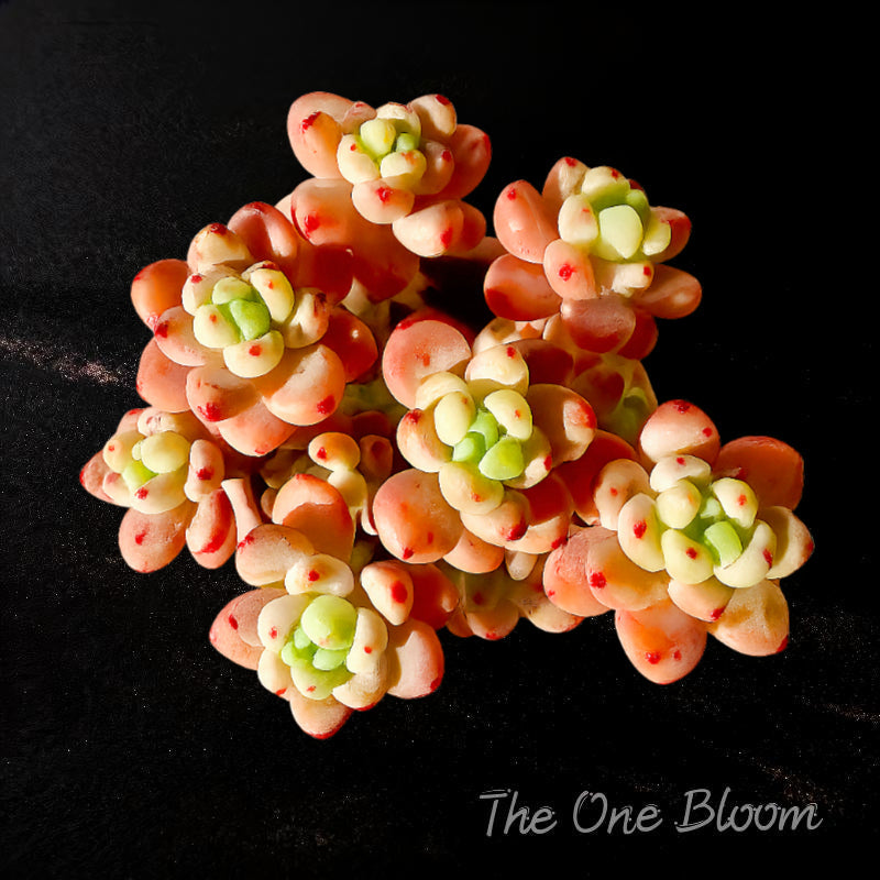 [Mother's Day Gifts] A Rarely Succulent With Delicate Fragrance - Sedum Clavatum Variegated - Compact Rosettes as Decorative Plants