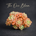 [Mother's Day Gifts] A Rarely Succulent With Delicate Fragrance - Sedum Clavatum Variegated - Compact Rosettes as Decorative Plants
