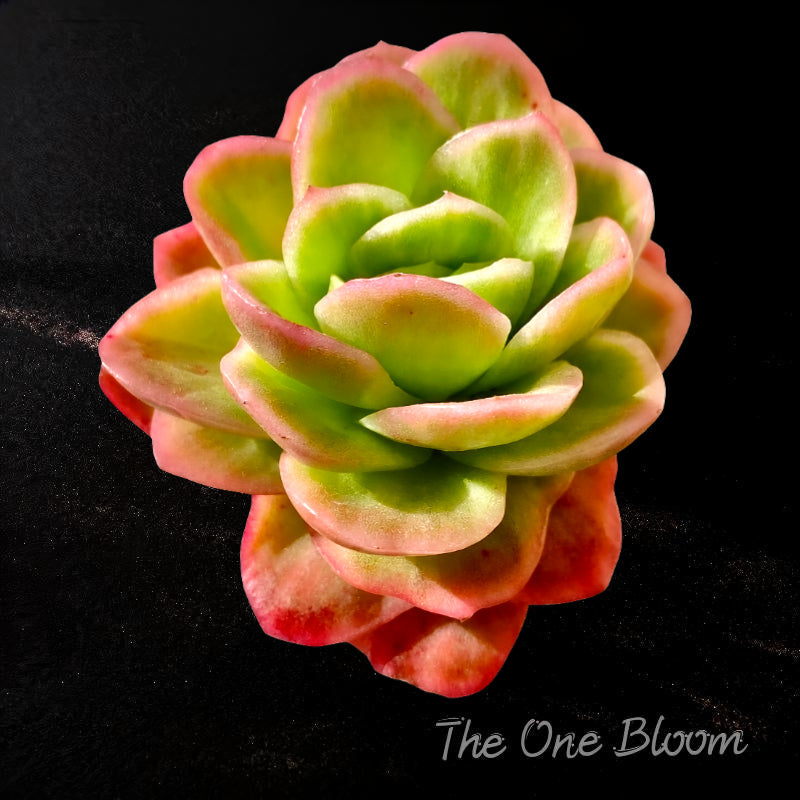 [Mother's Day Gift 💕🎁] A Stunning Rosette Succulent - Echeveria 'Ice Rose' - Naturally Variegated With Pale Green to Icy Pink