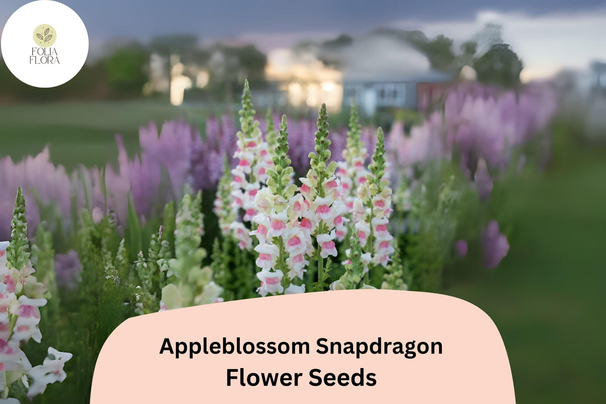Appleblossom Snapdragon Seeds - 1000+ Antirrhinum majus Seeds for Soft Pink & White Blooms