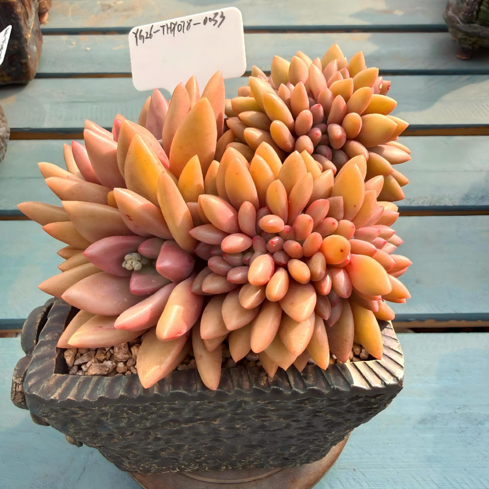 THY078-0033 Rare Echeveria 'Peach Blossom Spring' - 4-Years Grown 5" Large Living Succulent - A Unique Gift For Plant Lovers