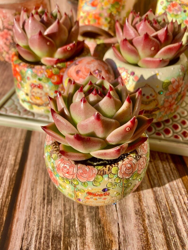 Echeveria Agavoides 'Blue Dragon' - Rare Succulent Striking Single-plant 2"-2.5" Diameter - Known For Resembling Dragon Teeth