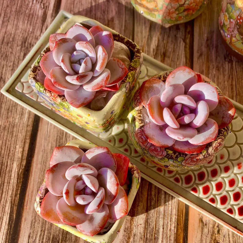 Echeveria 'Laui' Single-headed Living  Succulent Approx. 2–2.5 inches in Diameter
