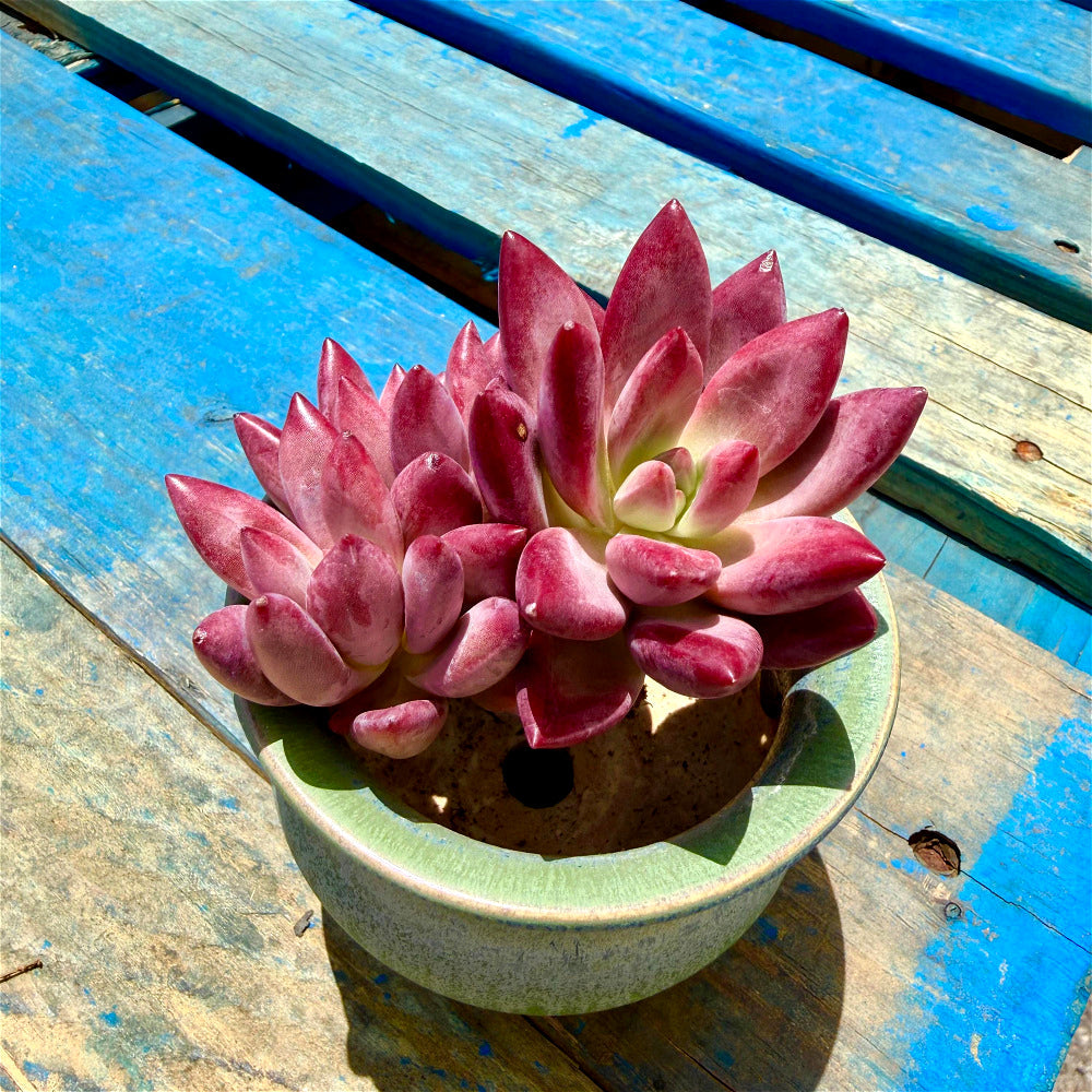 Echeveria 'Hephaestus' Double-Headed Live Plant 3"-3.5" Diameter