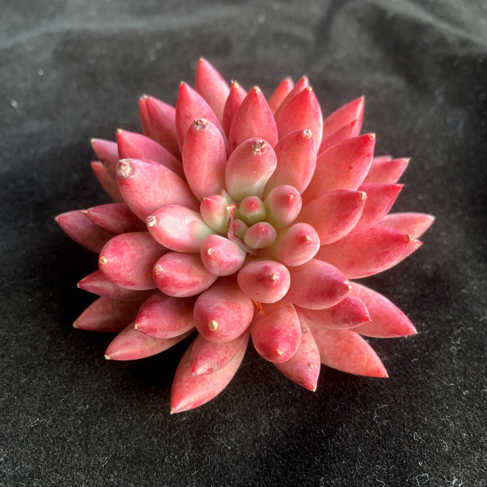 Echeveria 'Corn-poppy' 3"–3.5" Beautiful Color Succulent - Vibrant "Sugar Heart" Center Live Plant