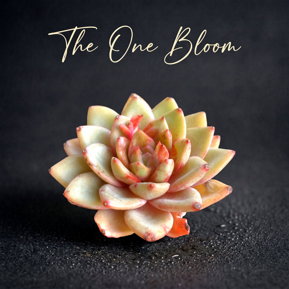 Popular Home Decor Plant - Echeveria 'German Champagne' - Easy-care Drought-tolerant Succulent