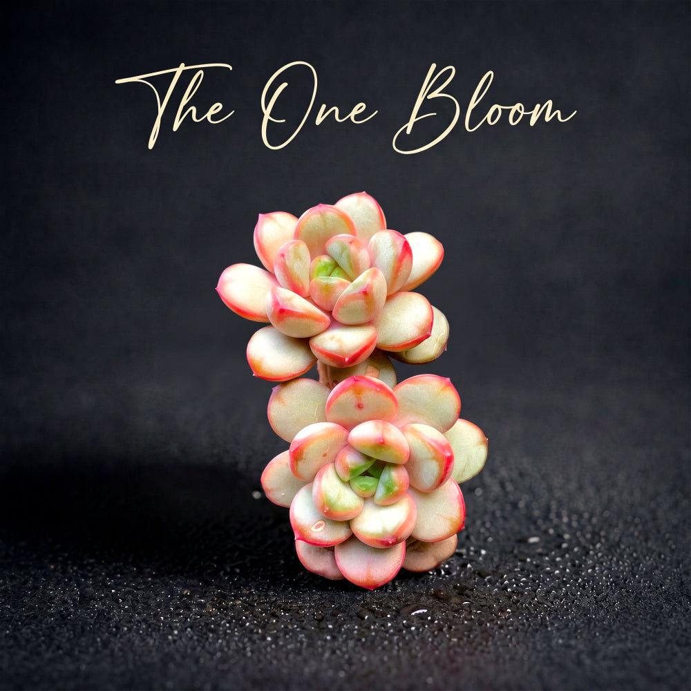 Father's Day Gift: Echeveria 'Champagne Grapes' - "Bubbly" Appearance Grape-like Cluster - Highly Valued Succulent