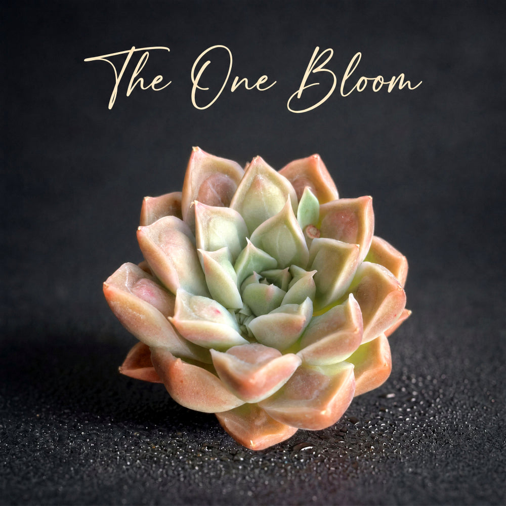 Father's Day Gift: Echeveria 'Doctor Strange' - Rare Succulent Highly Sought-after - Rewarding Plant Add a Striking "Alien" Look