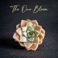 Rare Succulent Highly Sought-after - Echeveria 'Doctor Strange' - Rewarding Plant Add a Striking "Alien" Look