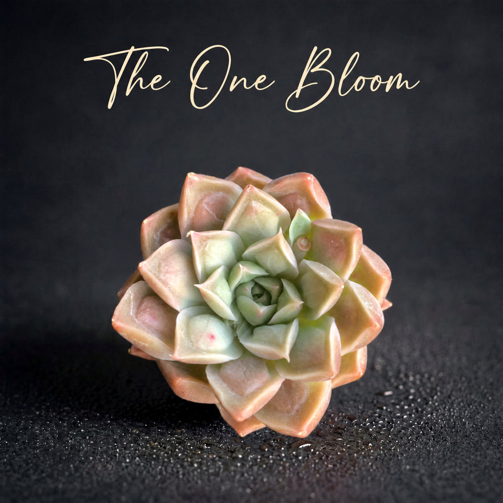 Father's Day Gift: Echeveria 'Doctor Strange' - Rare Succulent Highly Sought-after - Rewarding Plant Add a Striking "Alien" Look