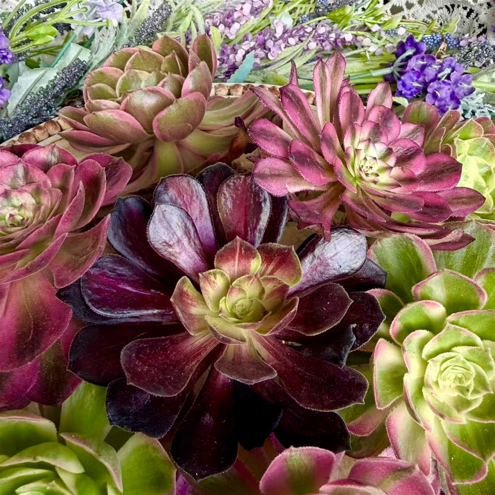 6-PCS Premium Assorted Aeonium Cutting Live Plant Set - Mix Plants Random Succulents