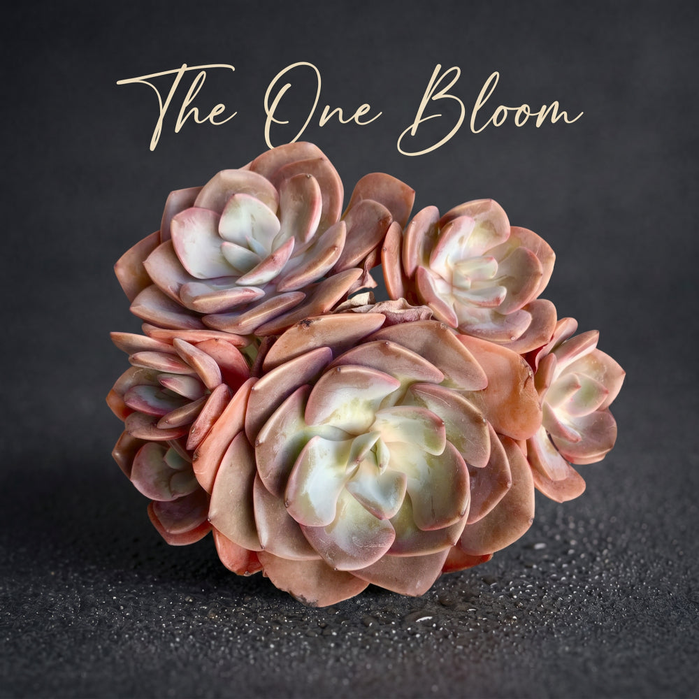 Big Rose-shaped Succulent - Echeveria 'Dusty Rose' - Drought-tolerant Fast-growing Plant
