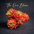 Father's Day Gift: Echeveria 'Fanta' - Rare Vibrant Succulent - Multi-stemed Dense Cluster of Plants