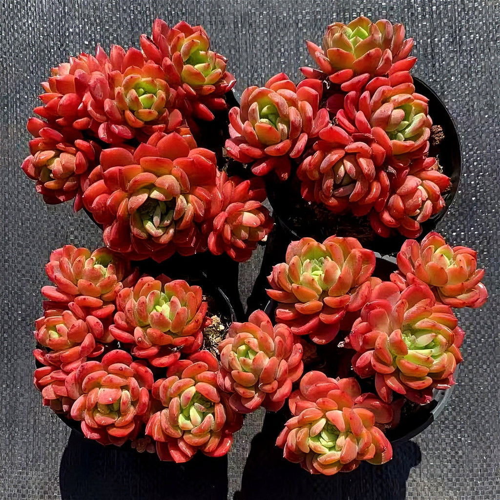 Echeveria 'Fanta' Pink Orange Live Plant