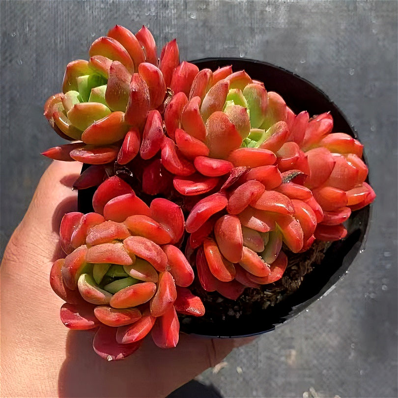 Father's Day Gift: Echeveria 'Fanta' - Rare Vibrant Succulent - Multi-stemed Dense Cluster of Plants