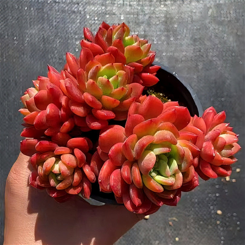 Father's Day Gift: Echeveria 'Fanta' - Rare Vibrant Succulent - Multi-stemed Dense Cluster of Plants