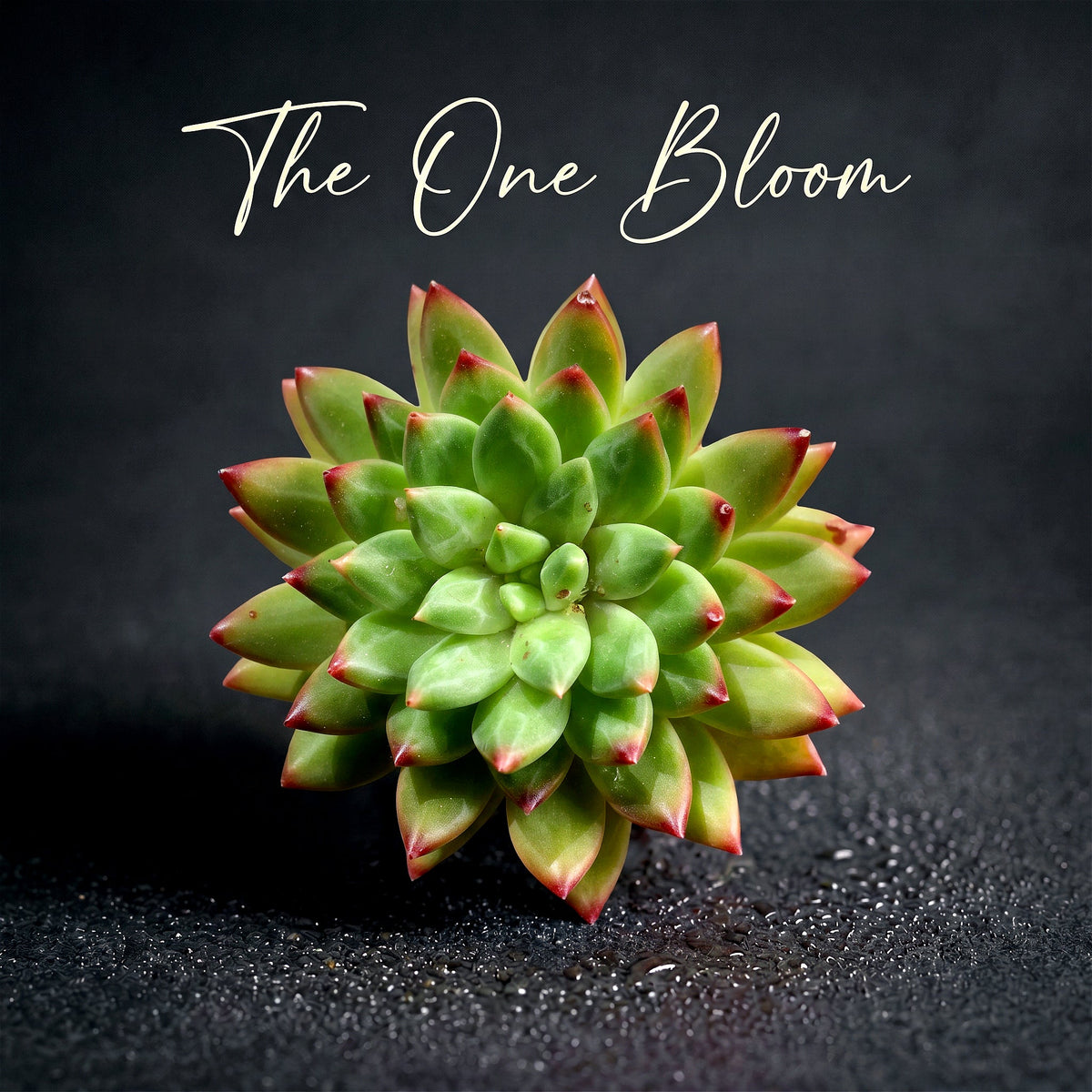 Father's Day Gift: Echeveria 'Oracrium' - Sought-after Rare Succulent - Prized For Its Needle-like Foliage