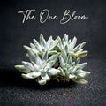 Dudleya gnoma S.W.McCabe - Single Diameter Approx. 2"-2.5"