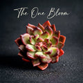 Echeveria ‘SHUTING' - Single Diameter Approx. 2"-2.5"