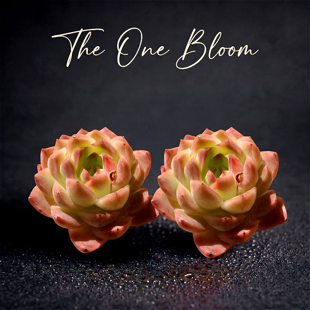 Echeveria 'Dreamlike Nebula' - Single Diameter Approx. 2"-2.5"