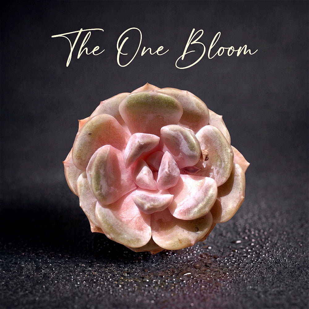 Echeveria 'Teddy Bear Burger' - Single Diameter Approx. 2"-2.5"