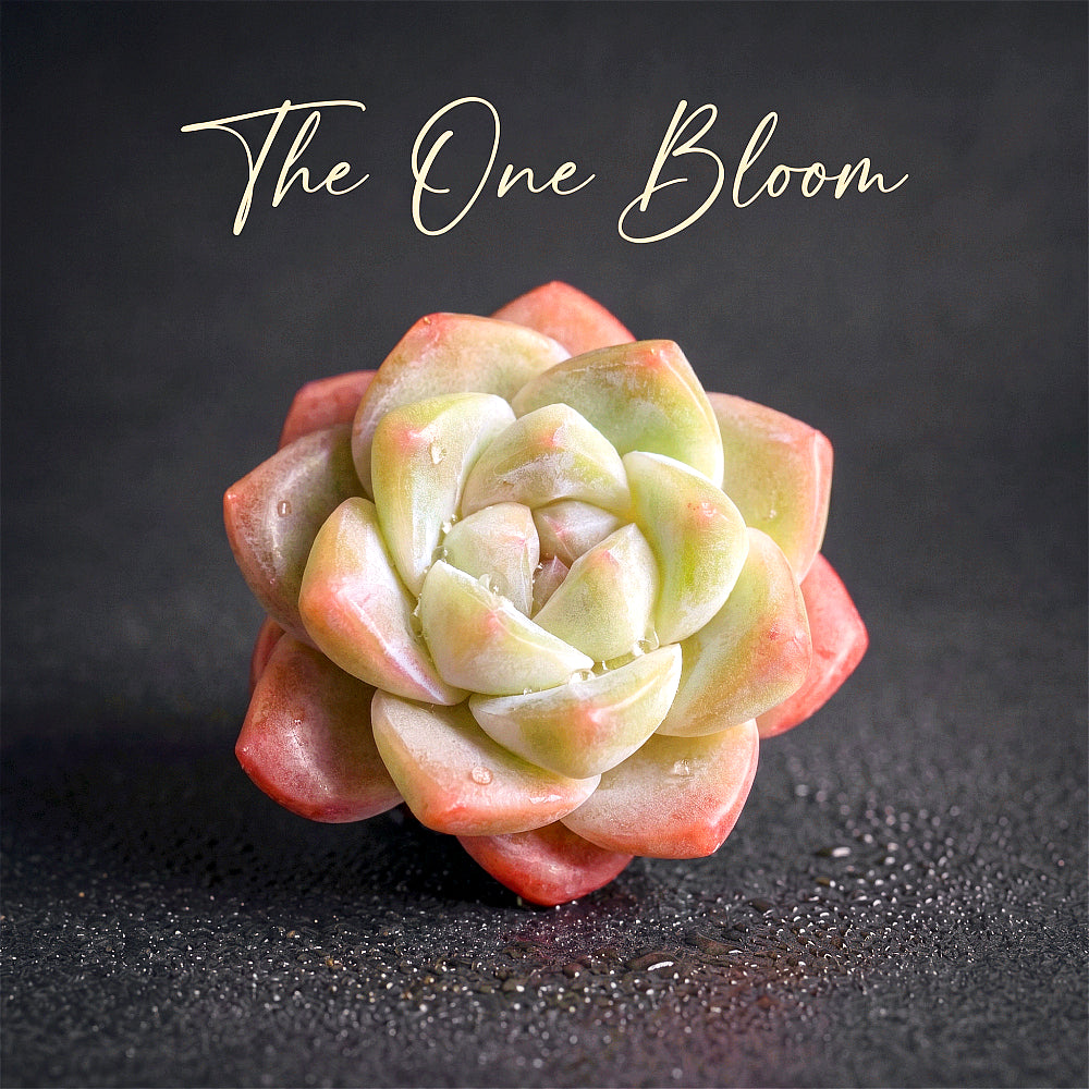 Echeveria 'Ice Green' Single-headed Approx. 2.5 inches in Diameter