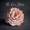 Boutique Plants Gifts - Echeveria 'Little Beauty' Premium Succulents - 2"-2.5" in Diameter Established Plant